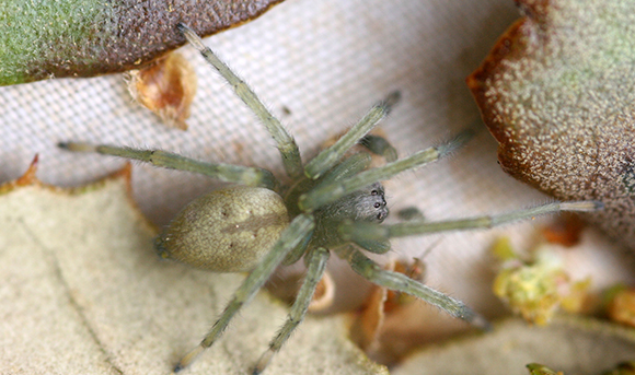 Juvenil de l'aranya Cheiracanthium ilicis. Autor: Eduardo Morano Hernández