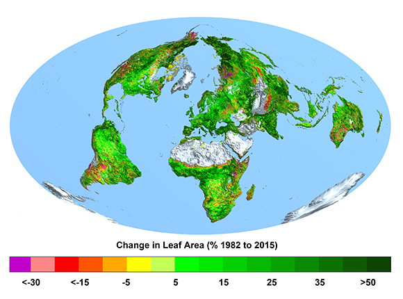 Canvi de la superfície foliar en percentatge, des de 1982 a 2015. Com més verd, més ha augmentat el nombre de fulles; com més lila, més ha disminuït el nombre de fulles. Autor: Ranga B. Myneni, Universitat de Boston