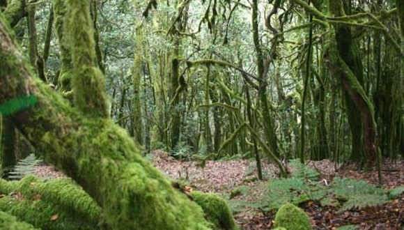 Vegetación de laurisilva en La Gomera, Canarias