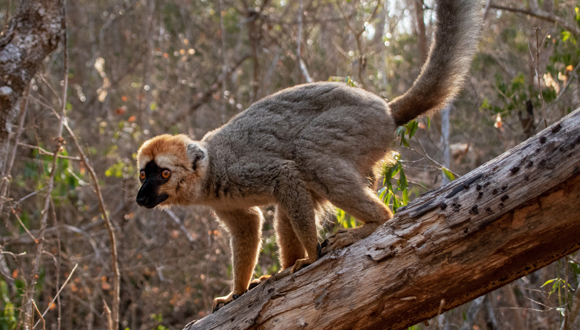 Lèmur de Madagascar. Foto: Lídia Chaparro.