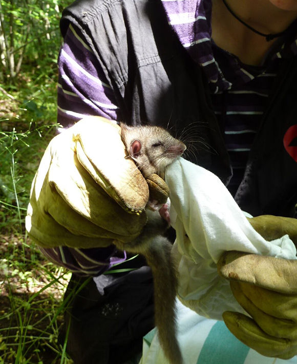 The researchers are controlling the dormouse populations in Montnegre. Credit: Albert Naya.