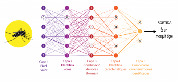 Fig. 1. Esquema d’aprenentatge profund, en el qual l’ordinador va identificant i creant etiquetes a diferents nivells per generar el seu “propi” concepte de mosquit. Font: Mosquit Alert -CC0   