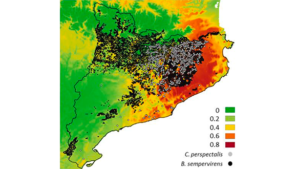 Mapa de la distribució del boix (punts negres) i de la papallona del boix (punts grisos). Els colors de fons càlids indiquen les zones amb major idoneïtat climàtica per a l’insecte. Per tant, les boixedes de les àrees negres situades en aquestes regions més a l’est són les que poden patir danys més severs. Font: Canelles et al., 2021.