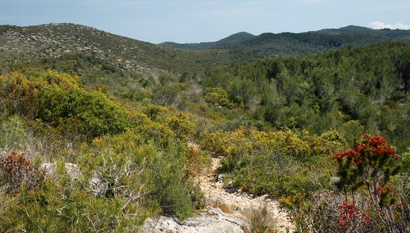 Matollar_Parc_Natural_del_Garraf