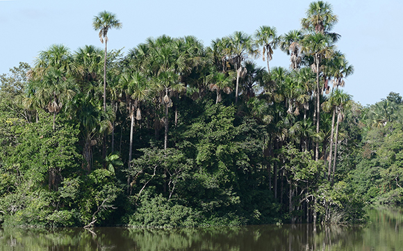 Mauritia flexuosa