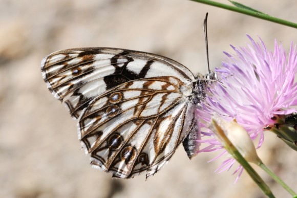 Melanargia occitanica (Adrià Miralles)