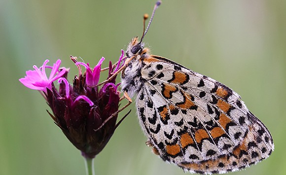 The lesser spotted fritillary (Melitaea trivia), one of the losing-population specie.