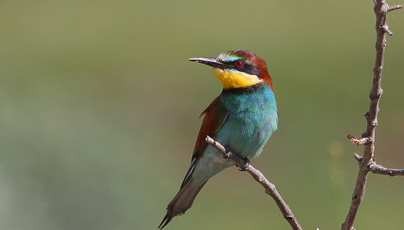 Abellerol, Merops apiaster (Autor: Muchaxo, CC-BY)