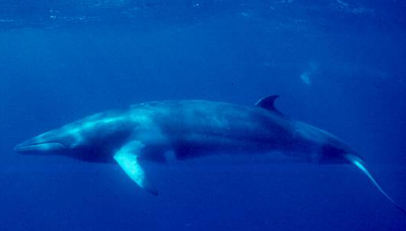 Balena minke (Balaenoptera acutorostrata). Foto: NOAA. (CC0).