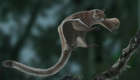 Reconstrucció de l'esquirol trobat, Miopetaurista neogrivensis. Autor: Óscar Sanisidro.