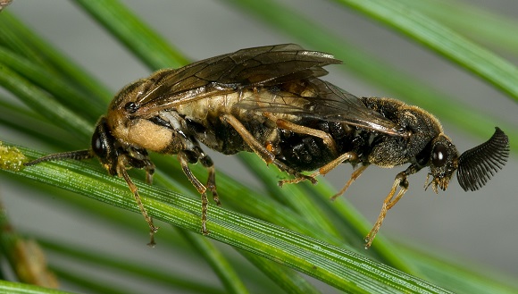 Copulating pine sawflies (Diprion pini). The female uses pheromones to attract the male, which has very large, specialized antennae for detecting them. Photo: Jona Höfflin and Benjamin Fuchs.