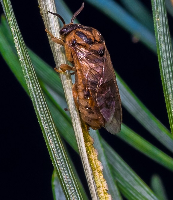 A female sawfly laying eggs (oviposition). Photo: Jona Höfflin and Benjamin Fuchs.