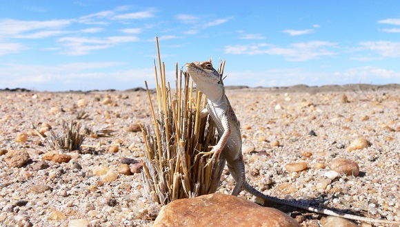 La lagartija M. Suborbitalis es capaz de sobrevivir en las altas temperaturas del desierto. Autoría: Kirchhof. 