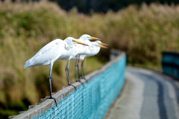 Agró blanc (Egretta alba). Foto: © Simon Ducatez.