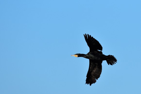 Corb marí gros (Phalacrocorax carbo). Foto: © Simon Ducatez.