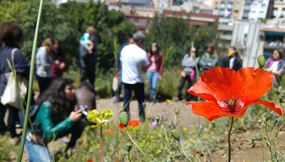 Natusfera, plataforma de ciencia ciudadana. Autor de la foto: Pau Gúzman, CREAF. 