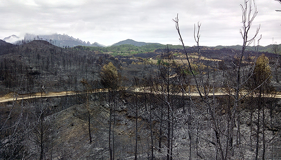 Estat de la zona, pocs dies després de l’incendi, a finals de juliol de 2015. Autor: CREAF