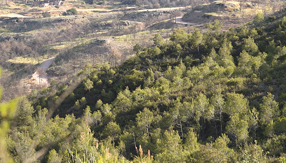 Límit entre la zona cremada i la que es va salvar del foc. Autor: José Luis Ordóñez