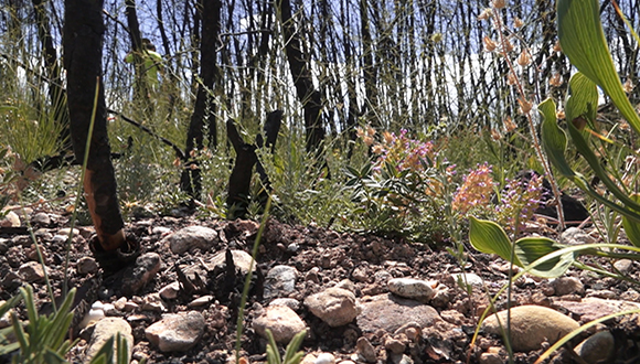 Les primeres plàntules d'arbres i arbustos rebrotadors comencen a cobrir el terreny cremat. Autor: José Luis Ordóñez