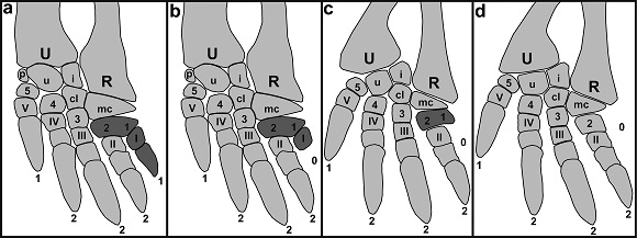  The researchers’ X-rays of tortoises enabled them to establish the process involved in the reptiles losing the first digit on their front feet.