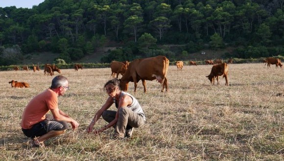 Treball de camp a la zona de pastures