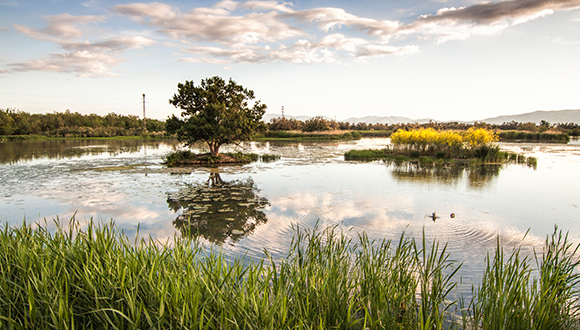 Parc Natural dels Aigüamolls de l'Empordà. Foto: Mikipons CC BY-SA via Wikimedia Commons.