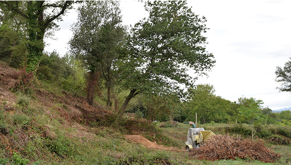 BRF (Bois Rameal Fragmentée), Planeses. Autor foto: J.Luis Ordóñez