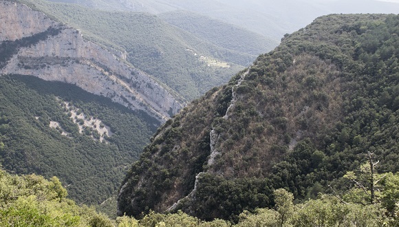 Paisaje de la Alta Garrotxa donde se observa una gran zona de bojedales afectados. Autor: José Luis Ordóñez. 