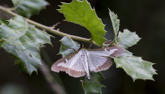 Foto de la mariposa del boj. Autor: José Luis Ordóñez.