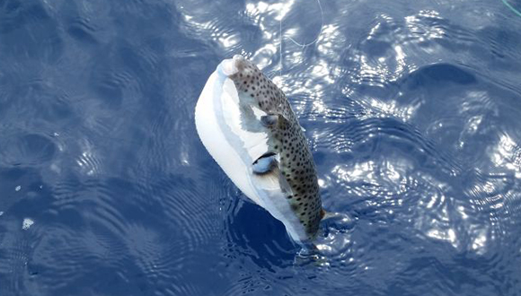 Lagocephalus sceleratus. Foto: Antonio Paolo  Carratello, usuari d'Observadors del mar