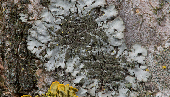 Phaeophyscia orbicularis crece en Madrid cuando el aire está contaminado