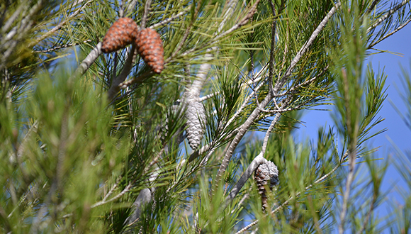 Pinyes de pi blanc. Les de color marró han arribat enguany a la maduració. Les de color gris no es van obrir quan van arribar a la maduració (pinyes seròtines). Foto: Iraima Verkaik (CREAF).