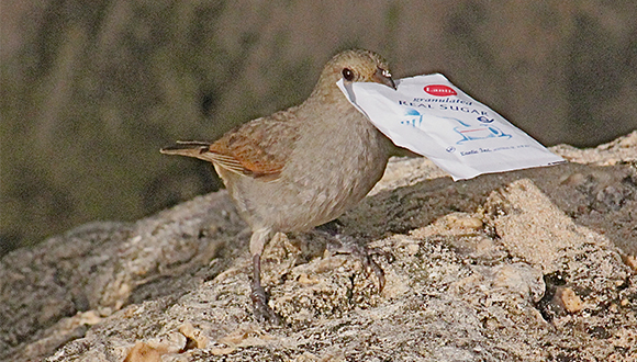 Un pinsà de Barbados (Loxigilla barbadensis) és capaç d'obrir els sobres de sucre. Aquesta innovació molt localitzada implica una font d'aliment humà i es va observar per primera vegada al 2000 a l'oest de Barbados. Més experiments realitzats 12 anys més tard van revelar que la difusió d'aquesta capacitat està limitada al voltant d'aquesta zona. En altres llocs de Barbados es va observar aquest patró de comportament també entre espècies emparentades. Autor: © Louis Lefebvre, Universitat McGill, Canadà.