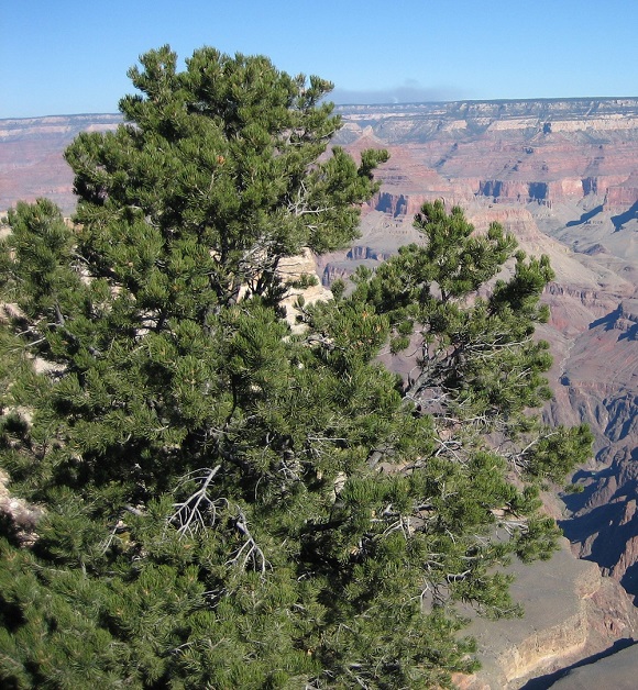 Pinus_edulis_Grand_Canyon