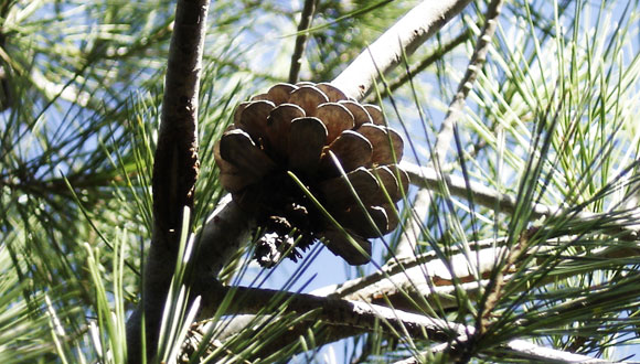 Les pinyes “rebost” (serotines) són claus per mantenir la població de pins en cas d’incendi