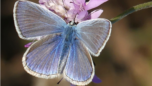 La blaveta comuna (Polyommatus icarus) és la papallona més comuna als parcs metropolitans.