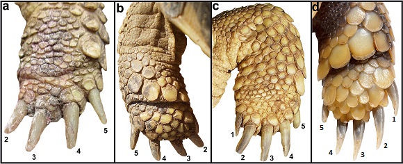 Ventral and dorsal views of the front foot of a tortoise with four digits (images a and b) and five digits (images c and d).