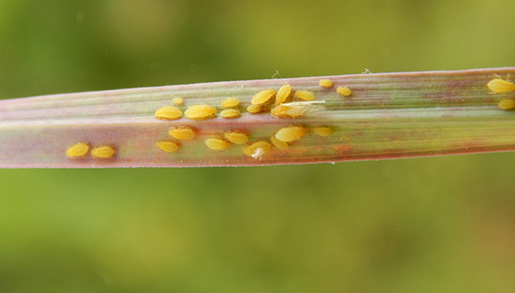 El pulgón amarillo de la caña del azucar localitzado en España. (Foto: Nicolás Pérez Hidalgo)