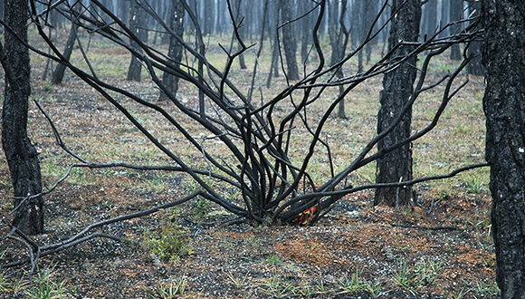 Landscape burned by high-intensity forest fire. Foto: CREAF.