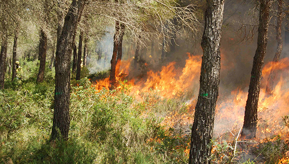 Low-intensity forest fire. Foto: Adrià Regos.