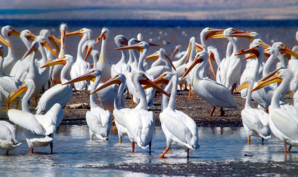 Salton Sea Birds