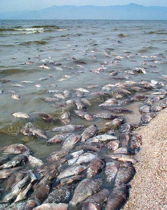 Salton_Sea_Tilapia_2000