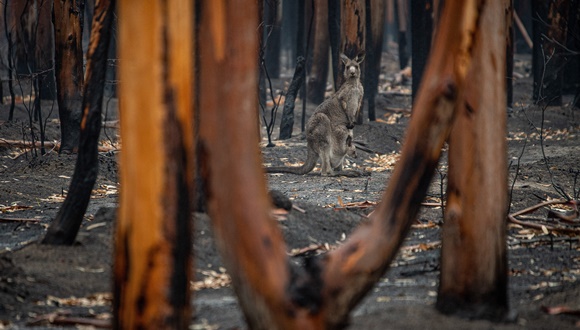 Global change requires new fire management to preserve biodiversity