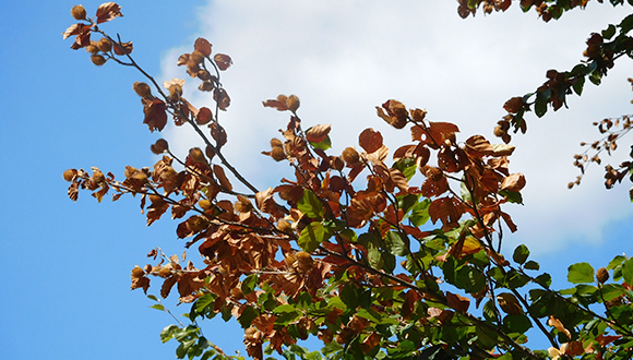 Faig (Fagus sylvatica) con las hojas completamente secas en la parte superior. Autora: Mireia Banqué (CREAF).