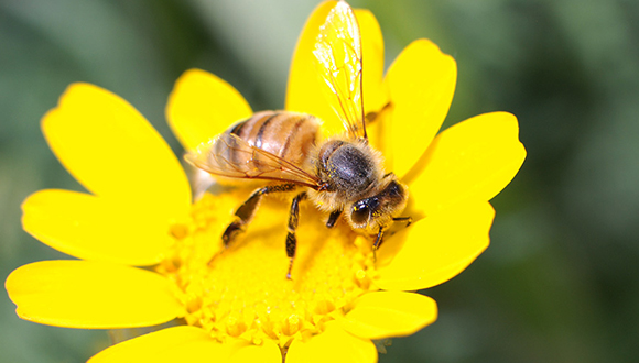 Les abelles de la mel (Apis mellifera) són eusocials. Autor: Eran Finkle (CC BY 2.0)