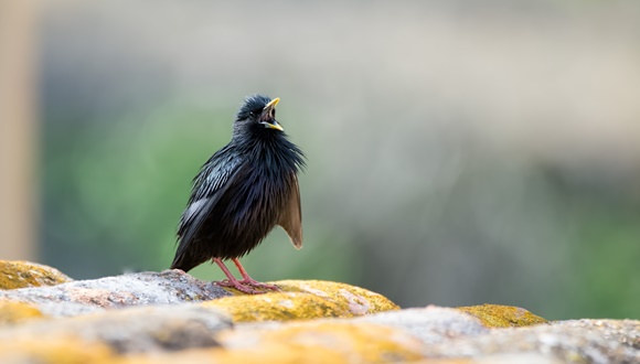 Nou Atles dels ocells nidificants d’Europa, una fita per a la investigació de la biodiversitat i la conservació de la natura