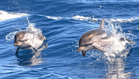 Dofí ratllat (Stenella coeruleoalba). Foto: Alexandre Roux. (CC BY-NC-SA 2.0).