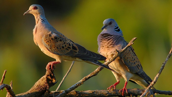 Streptopelia turtur, the European turtle dove. This species is classified as vulnerable in the EU (https://www.iucnredlist.org/species/22690419/60008772) but is not listed in the Birds Directive. Natura 2000 sites at which it is present are currently being identified so as to manage its conservation better. (CC BY photo by Iruka)