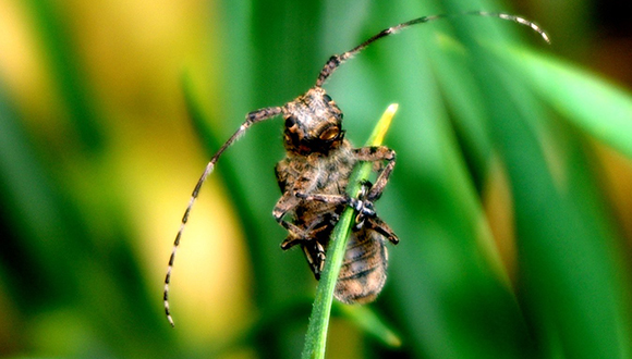 Monochamus spp. Foto: Claire Tresse (CC BY-NC-SA 2.0)