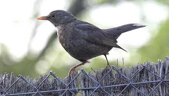 Merla (Turdus merula). Foto: J.Luis Ordóñez